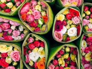 fleurs Fleurs: roses
