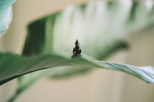 figurine de bouddha yoga: figurine de bouddha